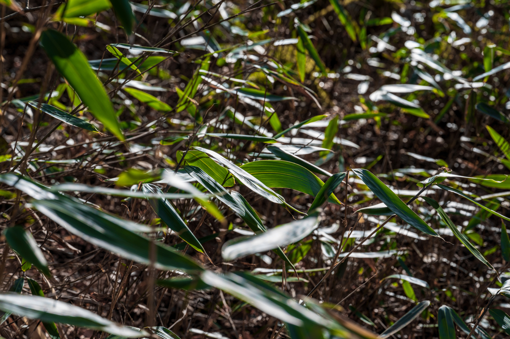 笹　川俣川渓谷