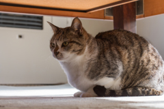 私的猫