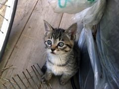 テラスに住んでた猫