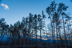 林の夕景