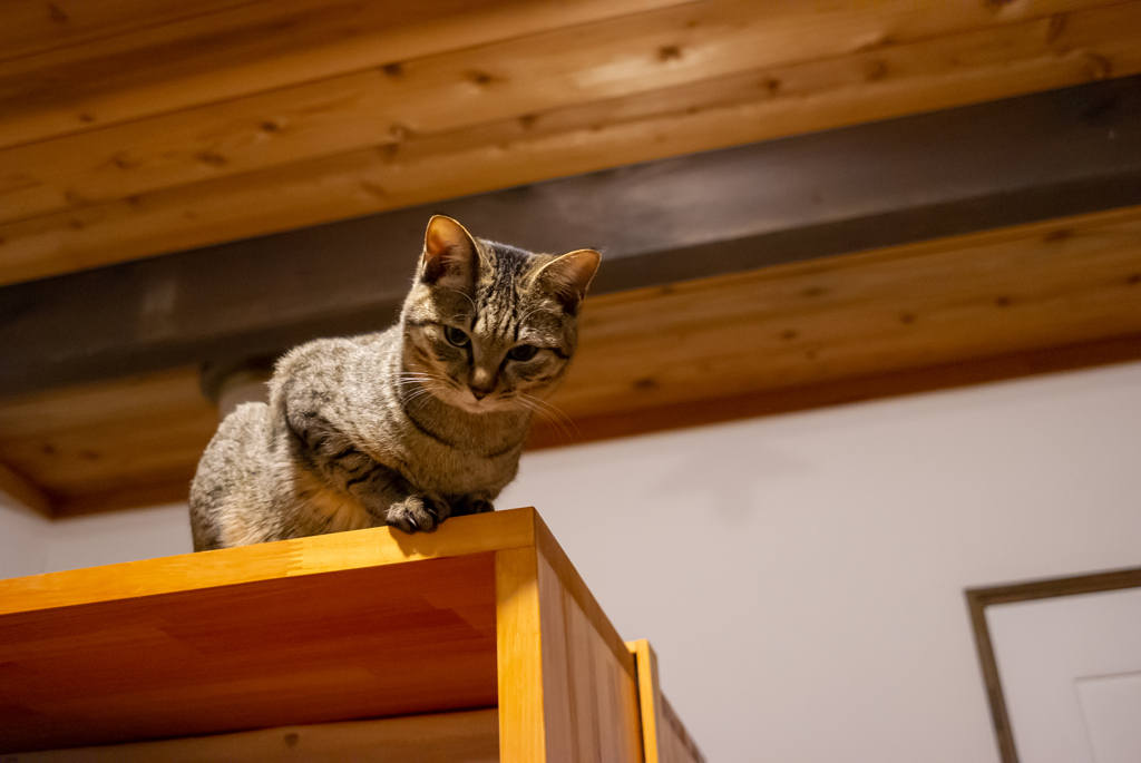 家猫（12年前）