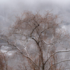 雪混じりの雨