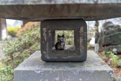 ねこ