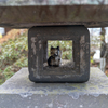 ねこ