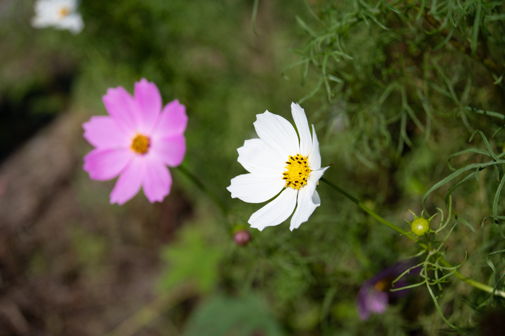 コスモス