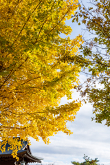 寺の紅葉