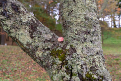 枯れ葉が載る
