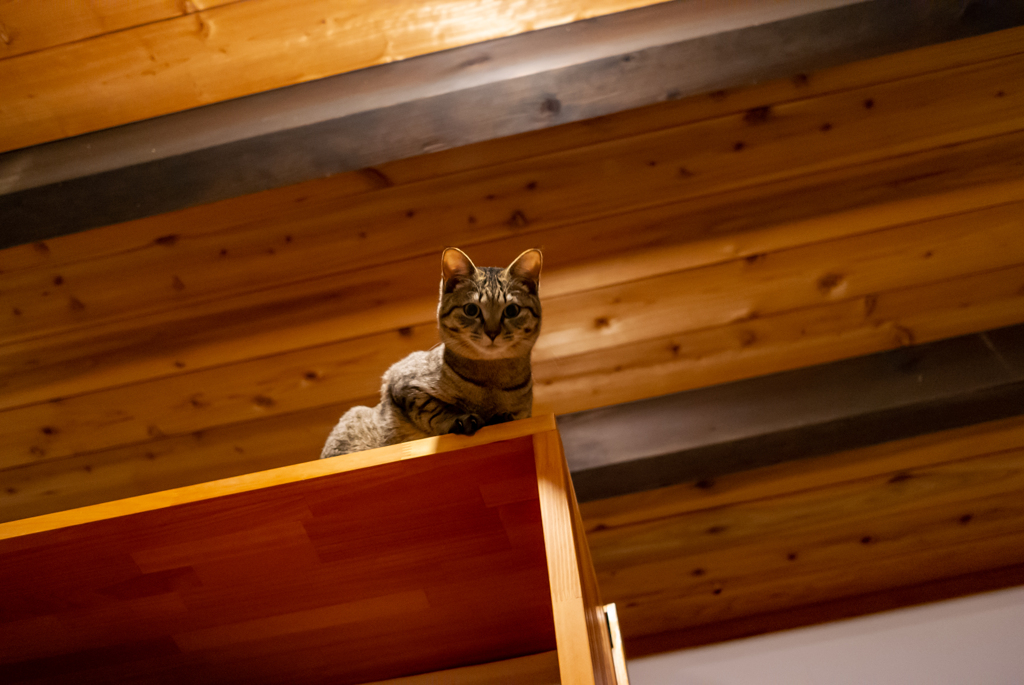 家猫（12年前）