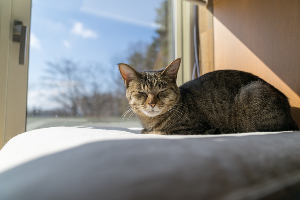 家猫