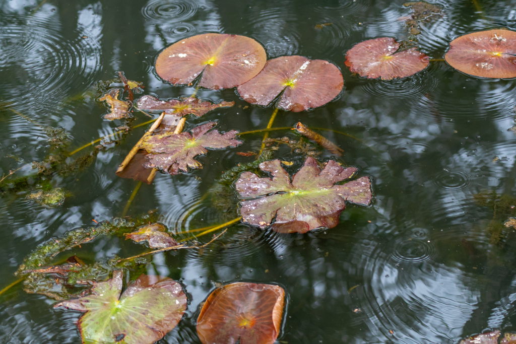 蓮池　穂見神社