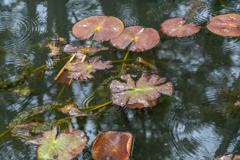 蓮池　穂見神社