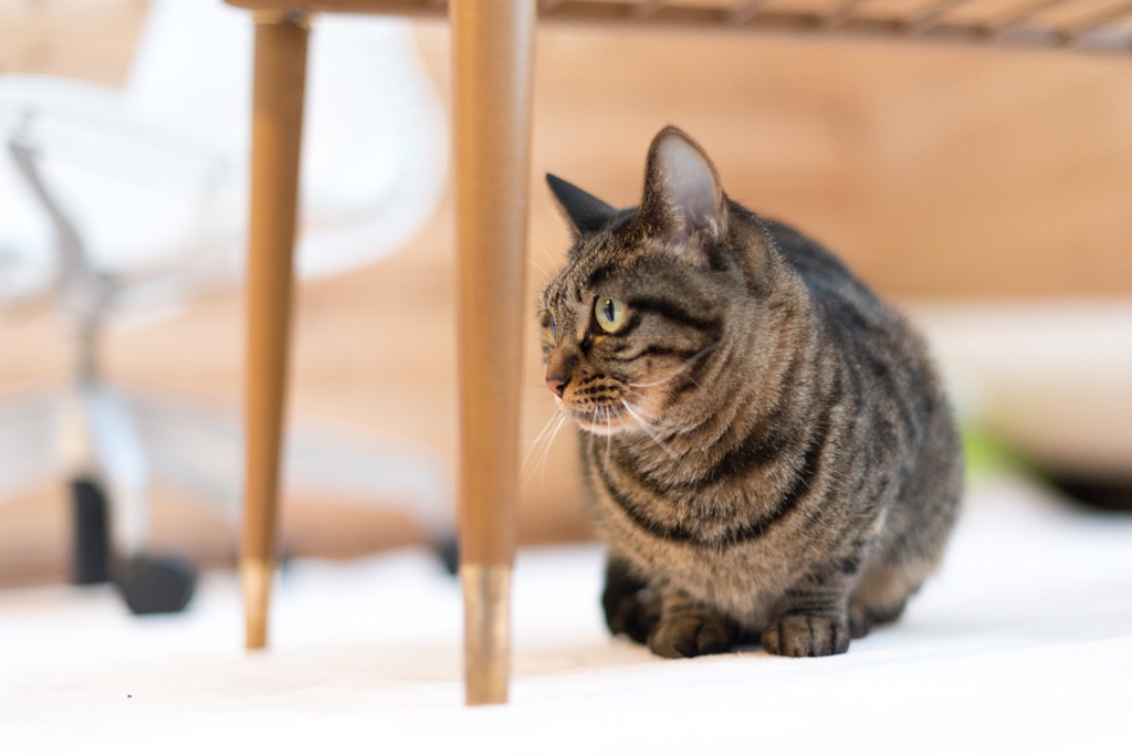 家猫