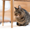 家猫