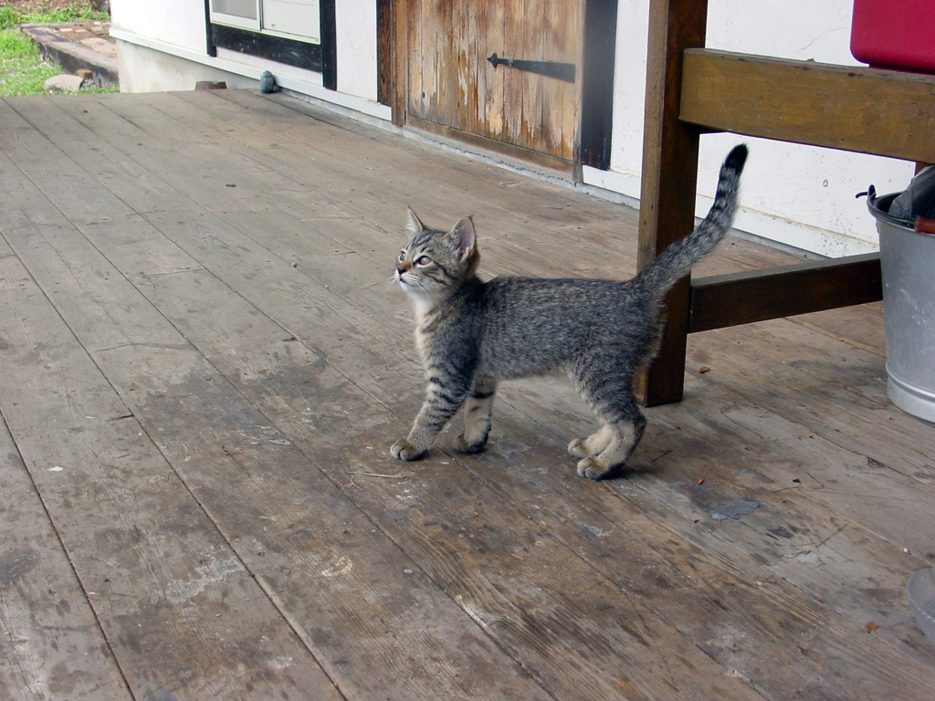 テラスに住んでた猫