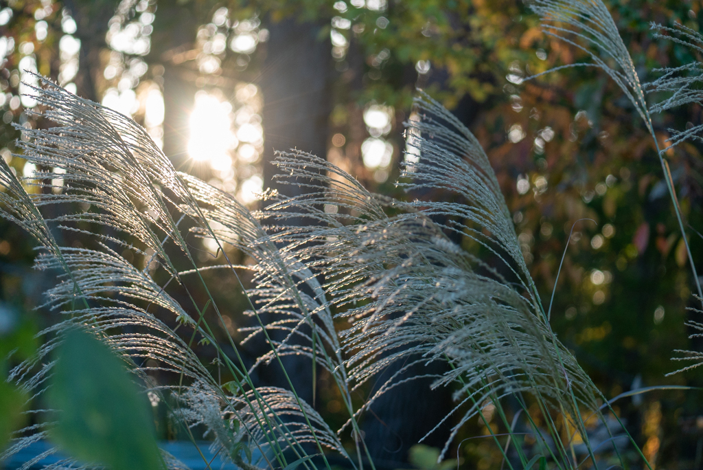 光るススキ