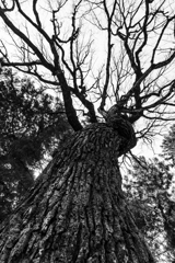 大木　八嶽神社