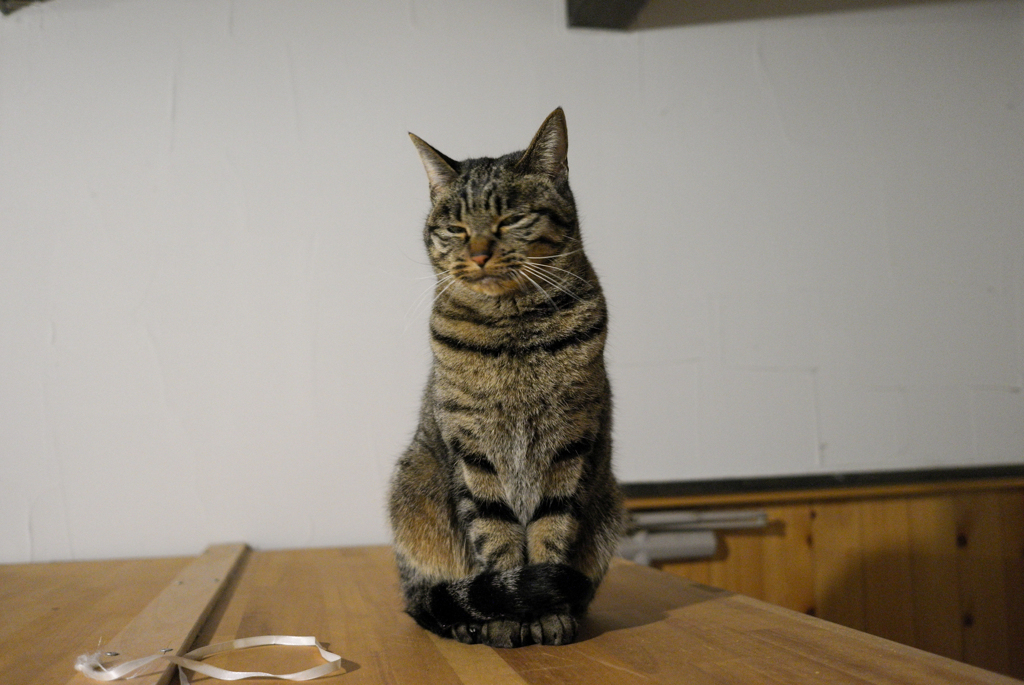 家猫（13年前）