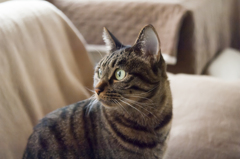 家猫（2012）