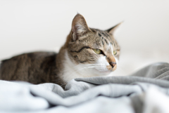 家猫