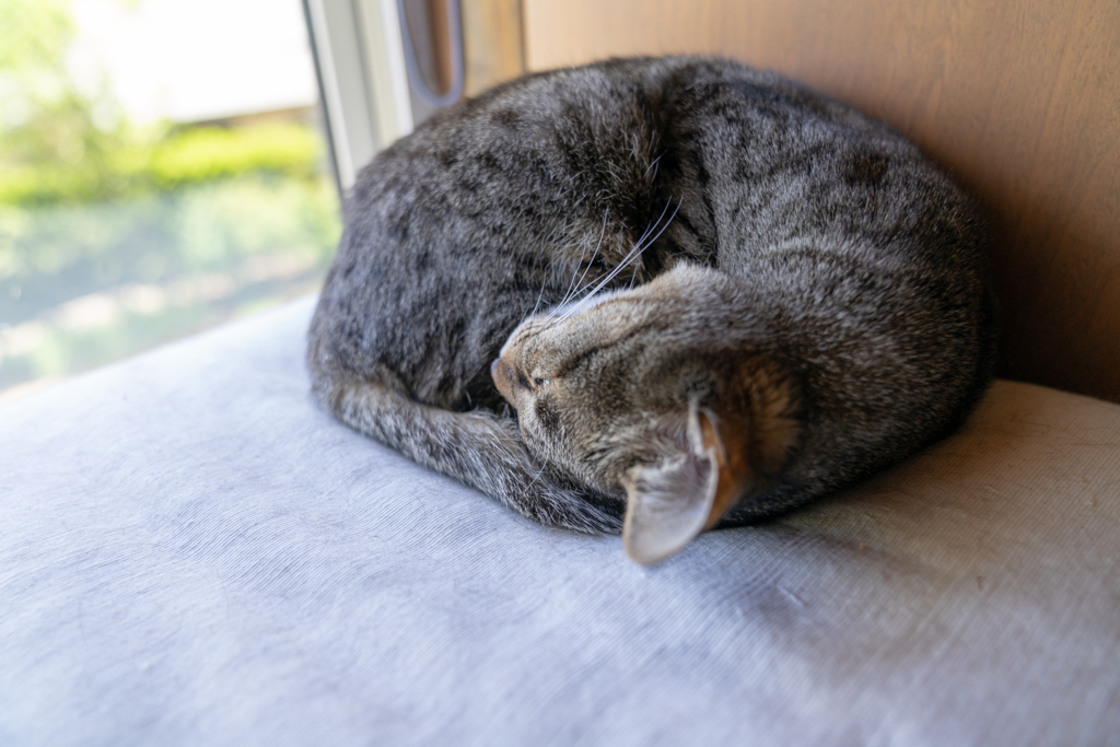 家猫
