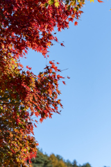 花の森公園紅葉