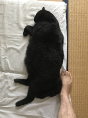 家猫