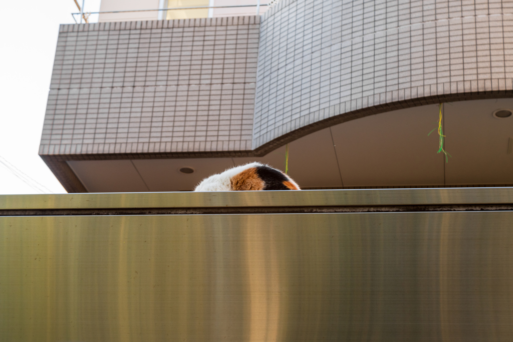 塀の上で寝ている三毛猫