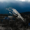 芒