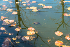 浮かんできた亀（穂見諏訪十五神社）