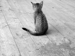 テラスに住んでた猫