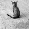 テラスに住んでた猫