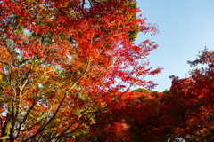 公園の紅葉