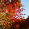 公園の紅葉