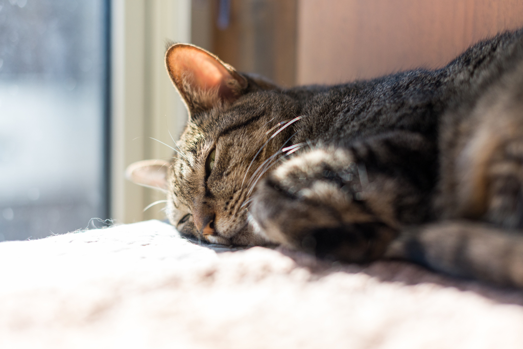 家猫