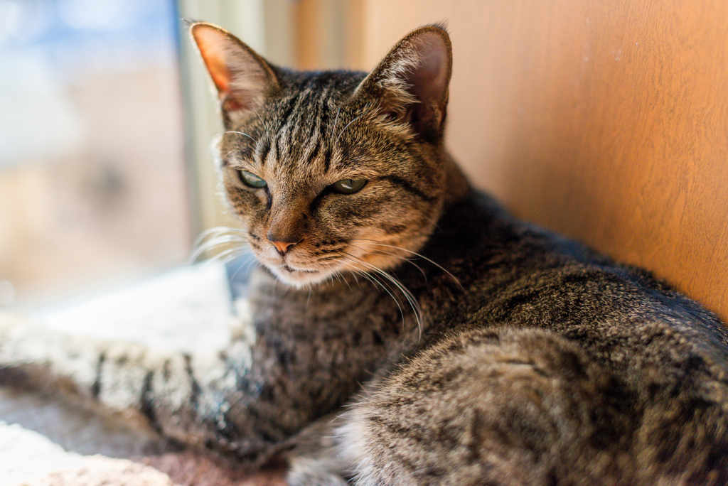 家猫