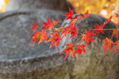 寺の紅葉