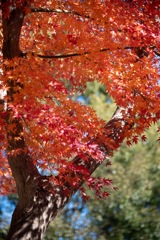 紅葉