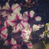 秋の夏花