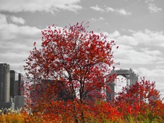 河川敷の紅葉
