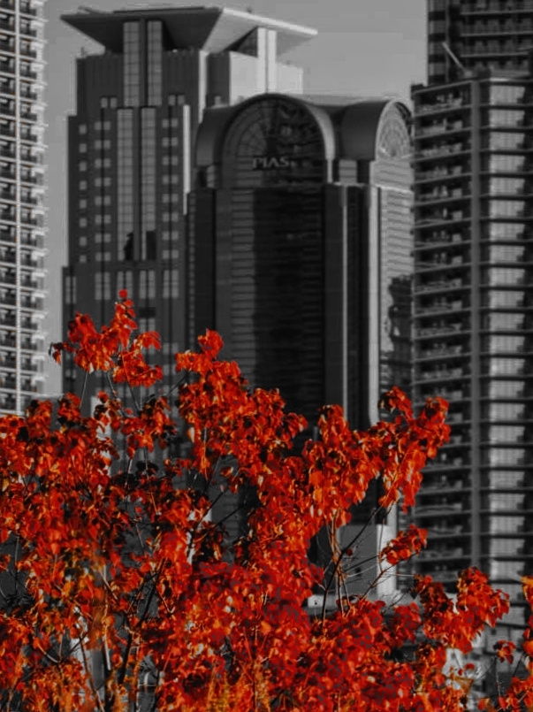 河川敷の紅葉