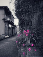 秋の街探索にて