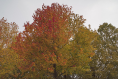 曇天を彩る紅葉のカルテット