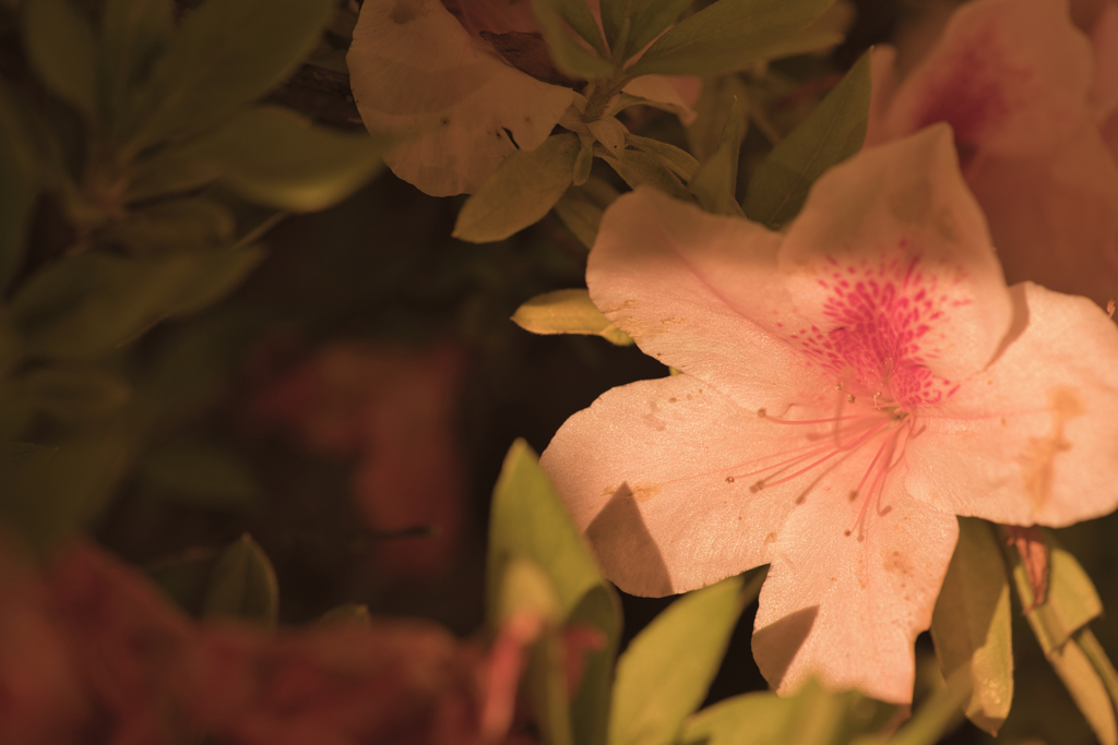 標本室の花