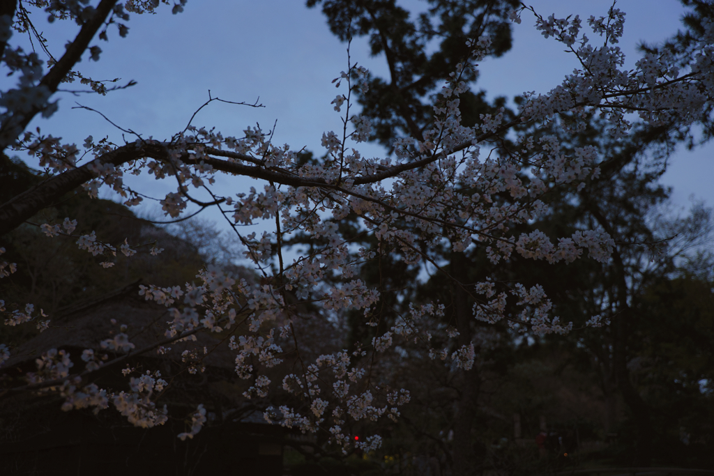 暮れなずむ桜