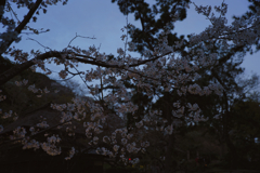暮れなずむ桜