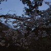 暮れなずむ桜