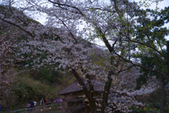 満開なのだろうか