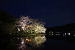 水面に落ちる桜