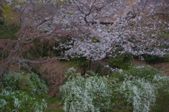 御池の桜