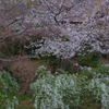 御池の桜